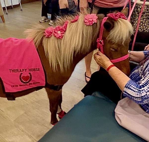 breeding-miniature-horse