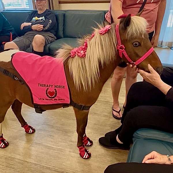 companion-miniature-horse