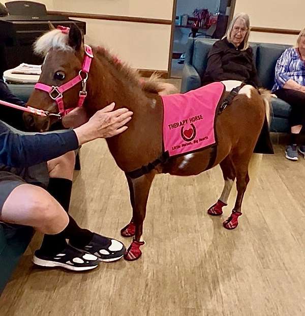 experienced-miniature-horse