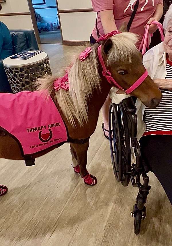halter-miniature-horse