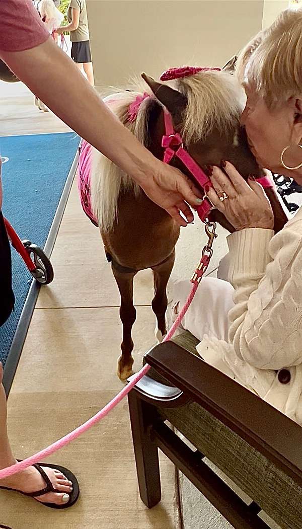 flashy-miniature-horse