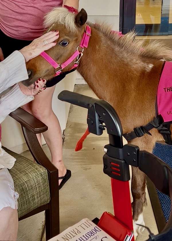 husband-safe-miniature-horse