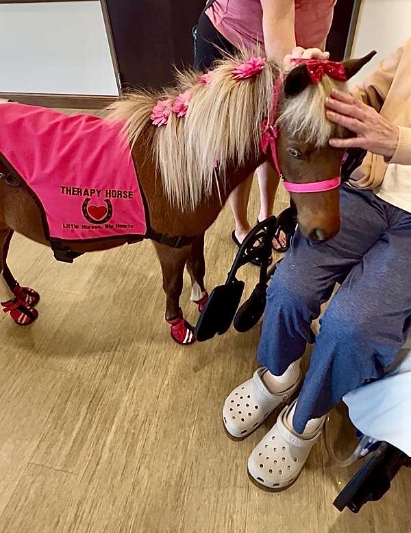 kid-safe-miniature-horse