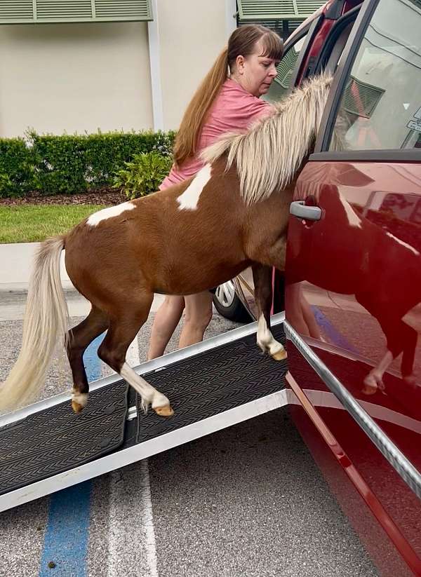 show-miniature-horse