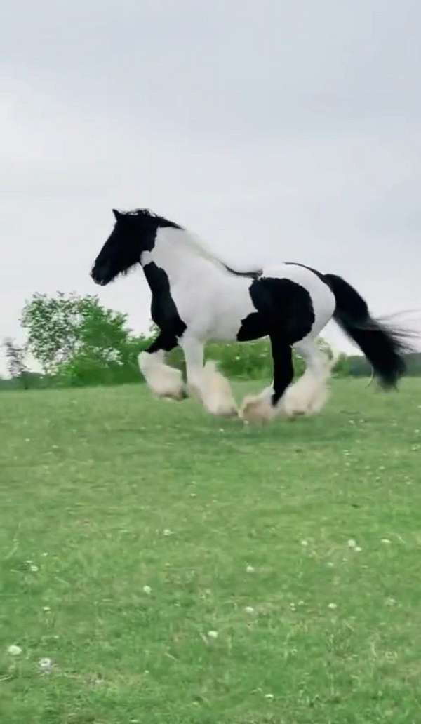 all-around-gypsy-vanner-horse