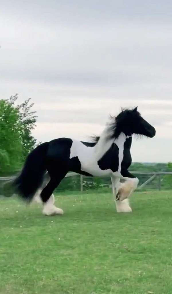 athletic-gypsy-vanner-horse