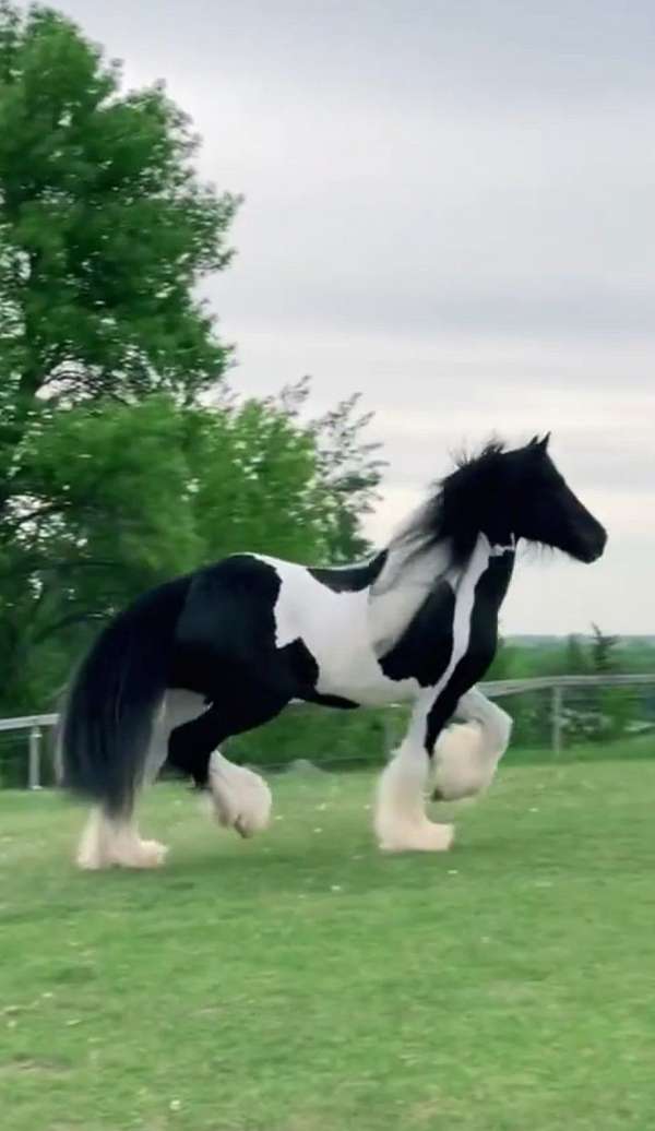 beginner-gypsy-vanner-horse