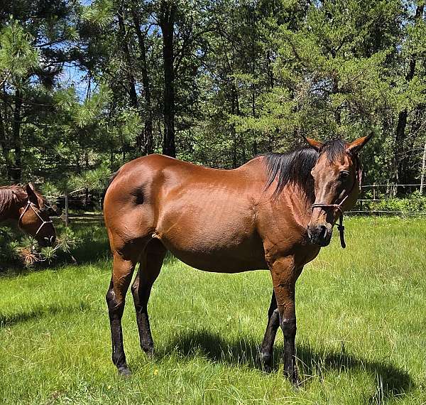 affordable-thoroughbred-horse