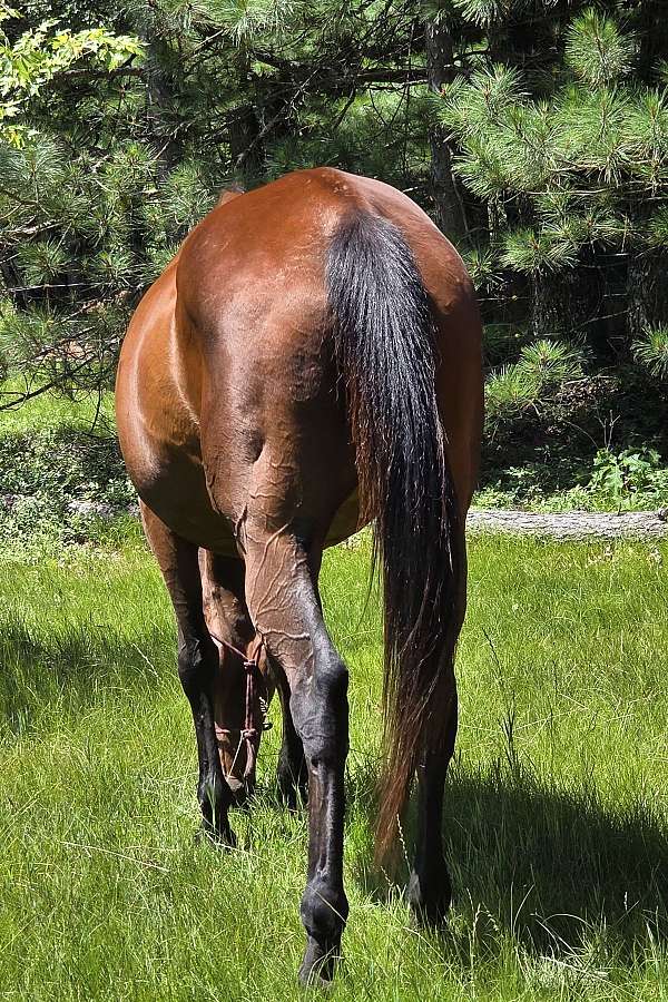 all-thoroughbred-horse
