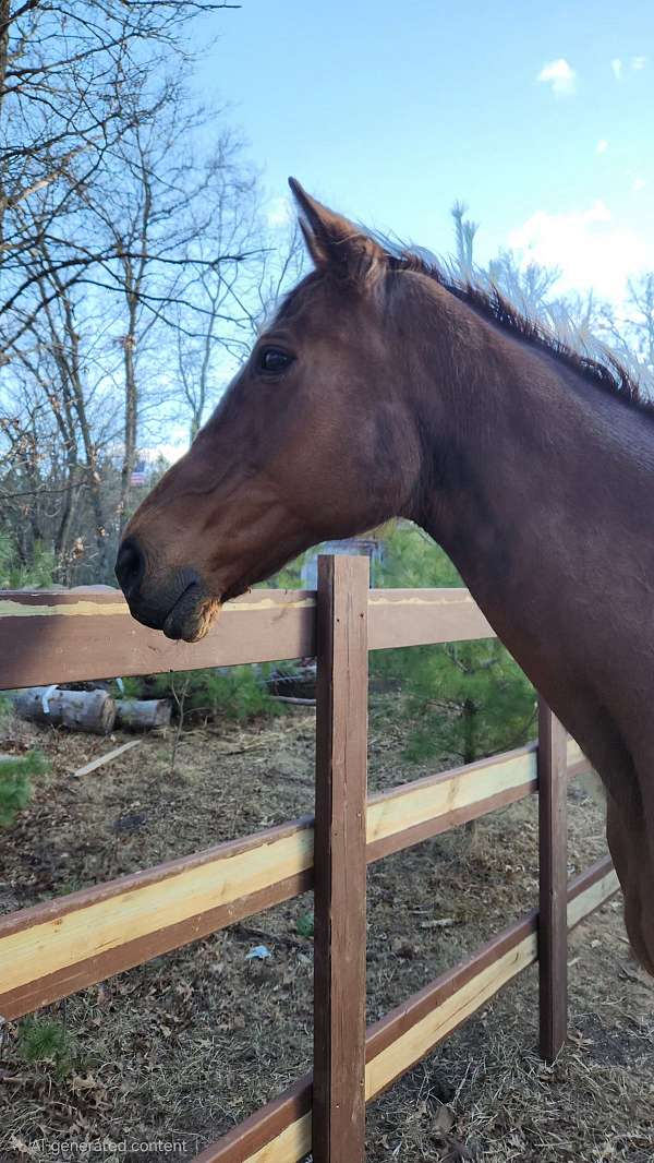 broodmare-thoroughbred-horse
