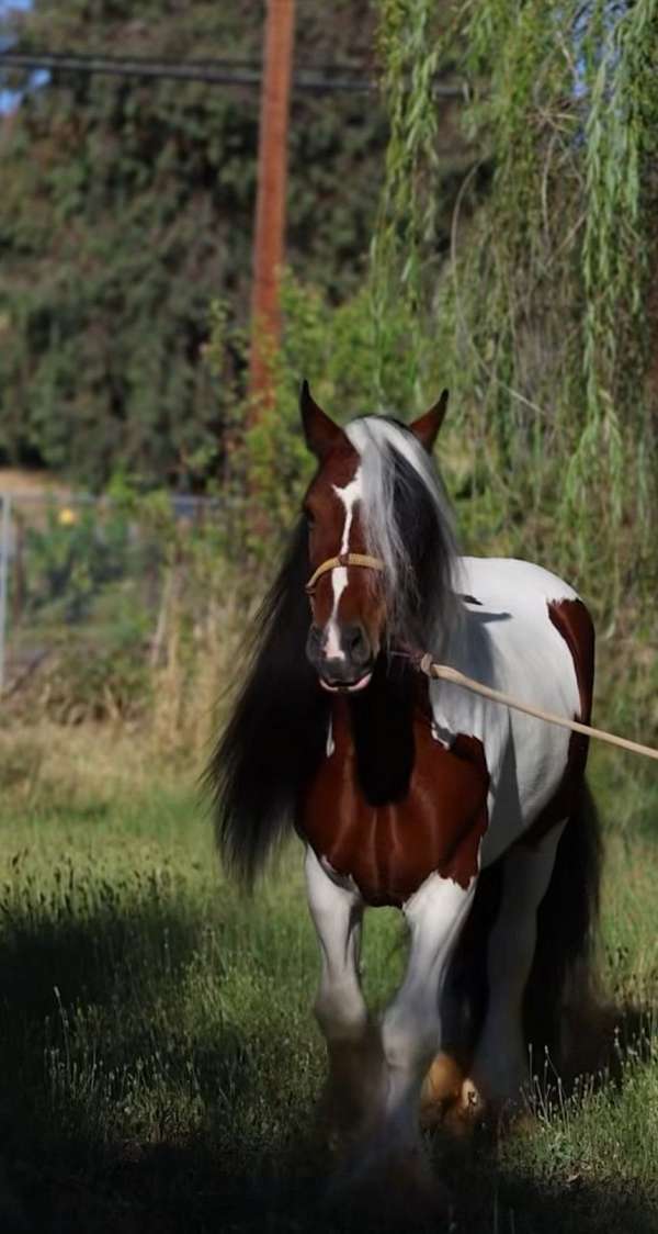 brown-western-dressage-horse