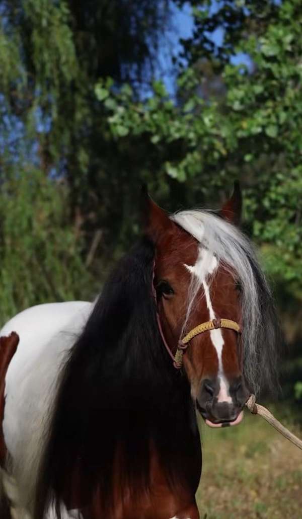 white-horse