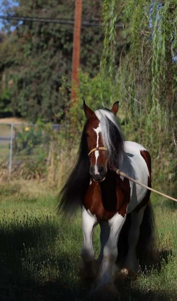 brown-white-horse