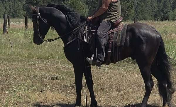 tennessee-walking-horse
