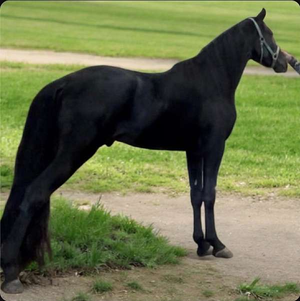 tennessee-walking-horse-for-sale