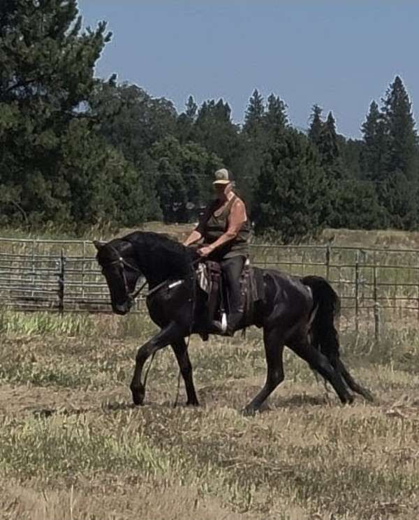 tennessee-walking-stallion