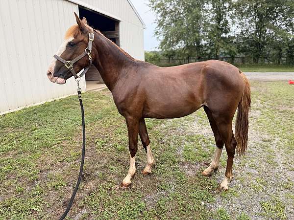 clean-legs-filly