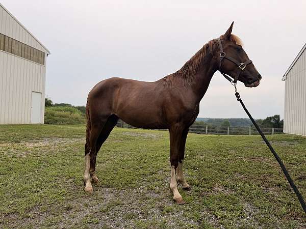 creeks-filly