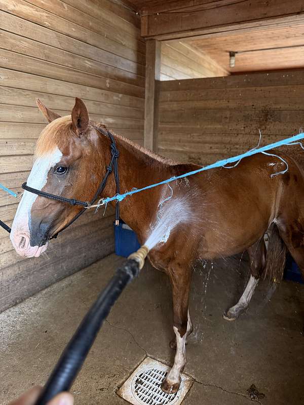 crosses-creeks-filly