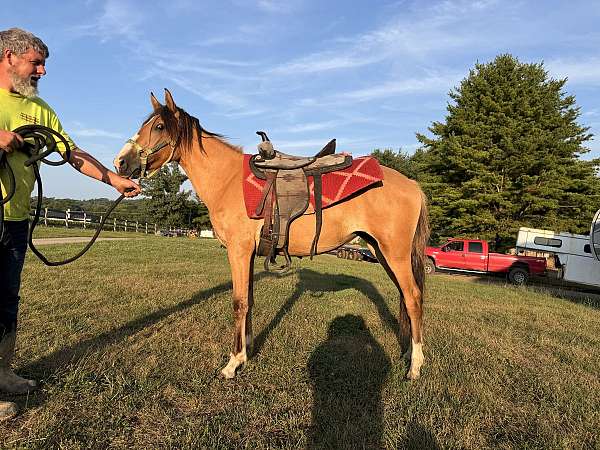 buckskin-abra-filly