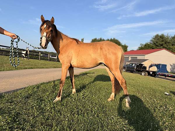 bandit-filly