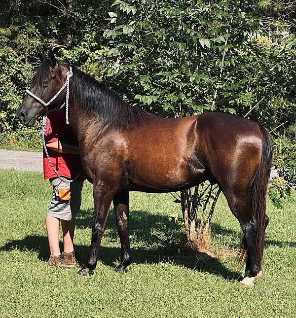buttons-draft-horse