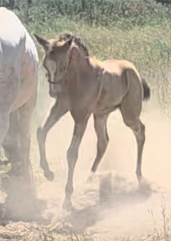buckskin-varnish-blue-eyes-horse