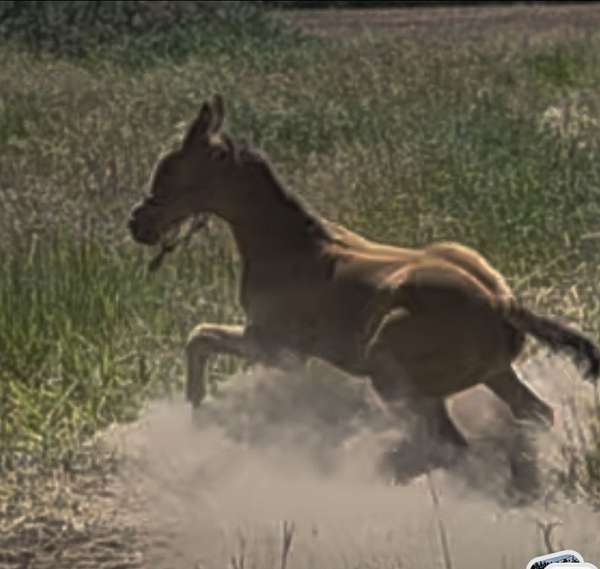 barrel-walkaloosa-horse