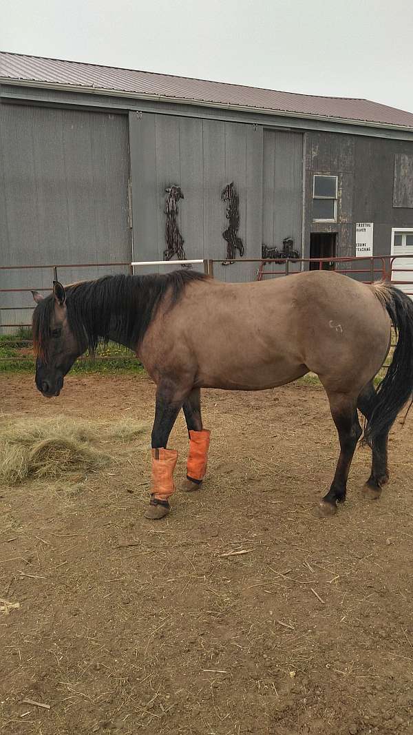 grullo-palomino-horse