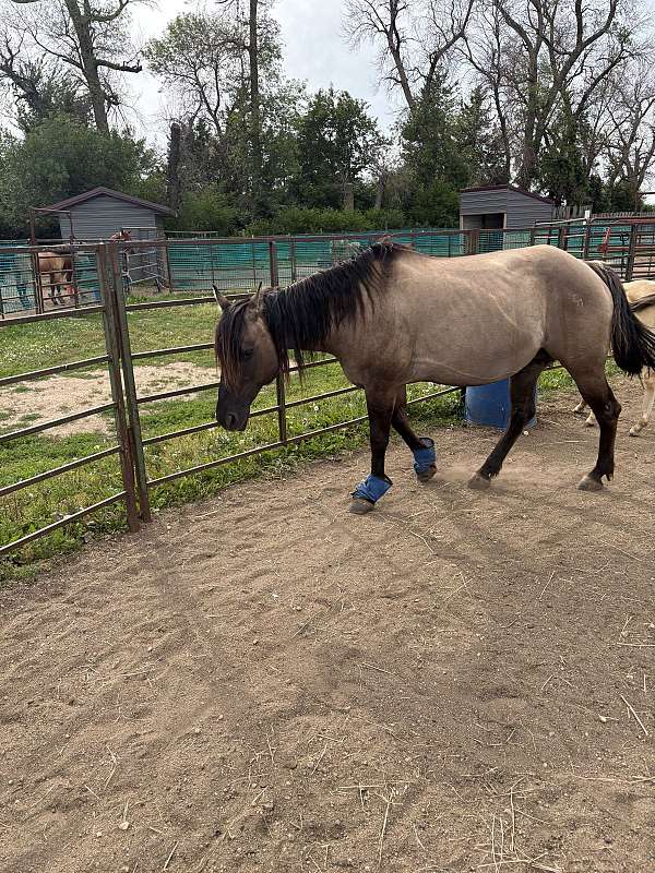 champagne-palomino-filly