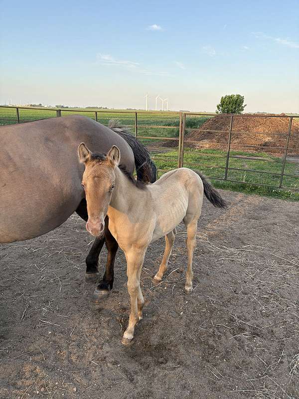 champagne-palomino-foal