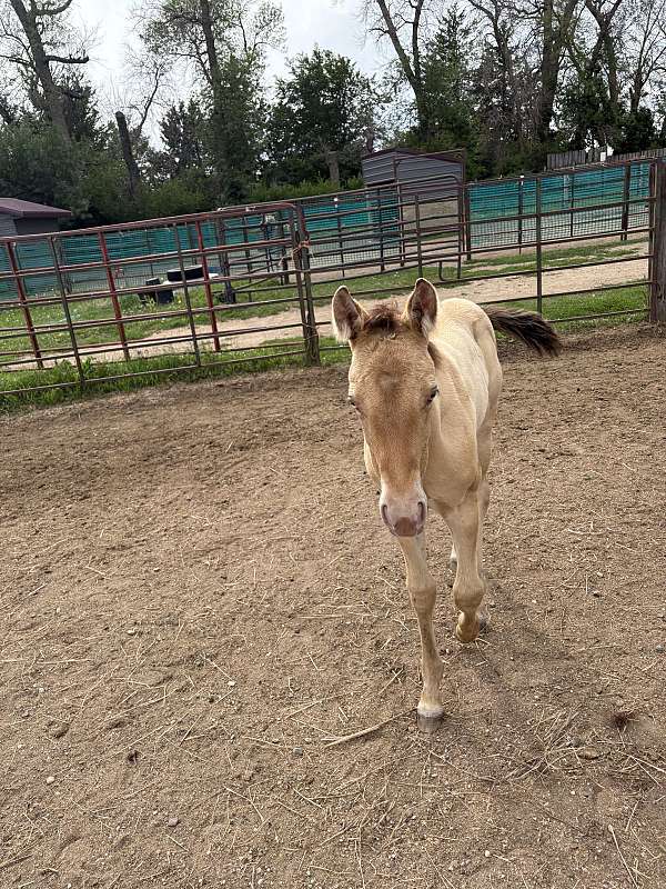 grullo-broodmare