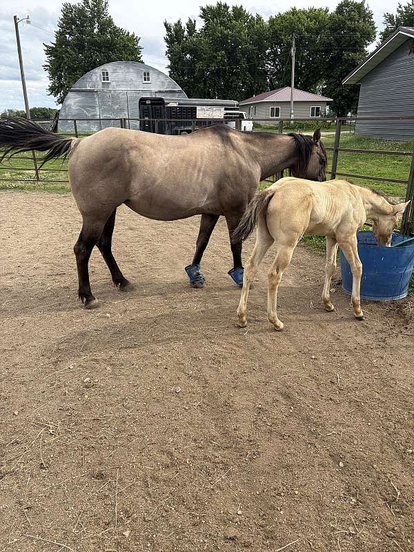 grullo-foal