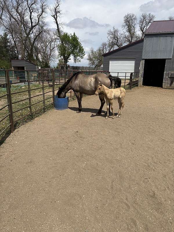 champagne-palomino-foundation-ranch-horse
