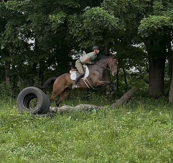 thoroughbred-horse