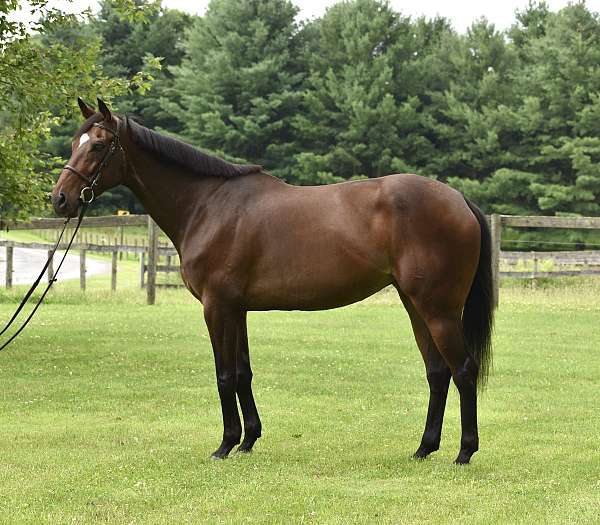 thoroughbred-mare