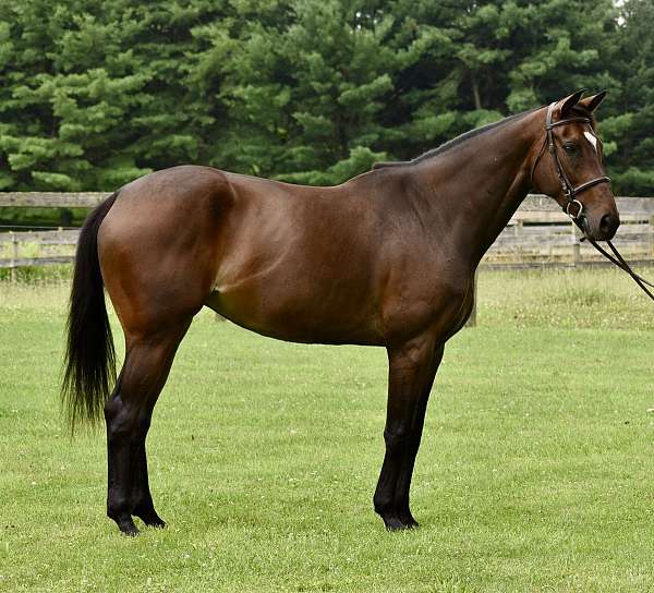thoroughbred-horse-for-sale