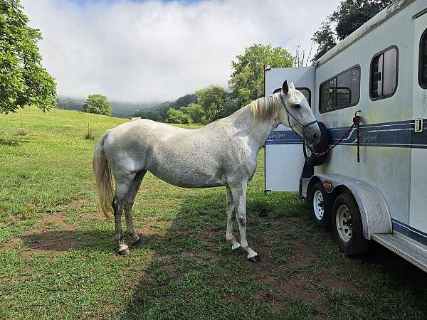all-around-lusitano-horse