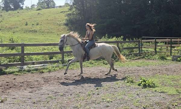 athletic-lusitano-horse