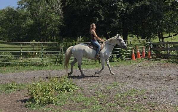 dressage-lusitano-horse