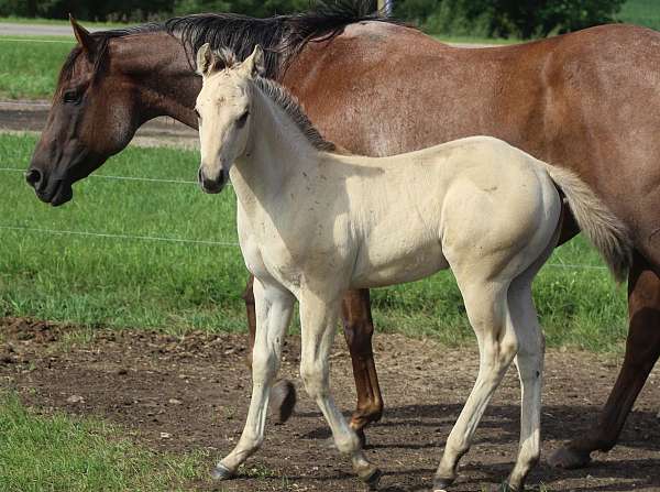 all-around-quarter-horse