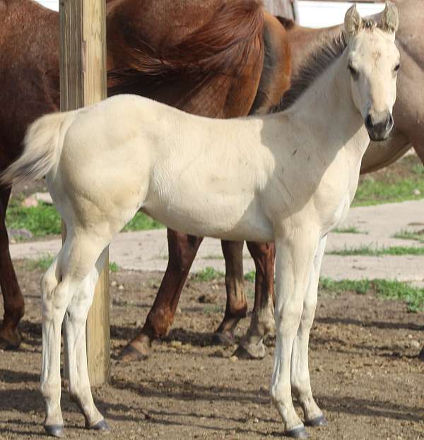 athletic-quarter-horse
