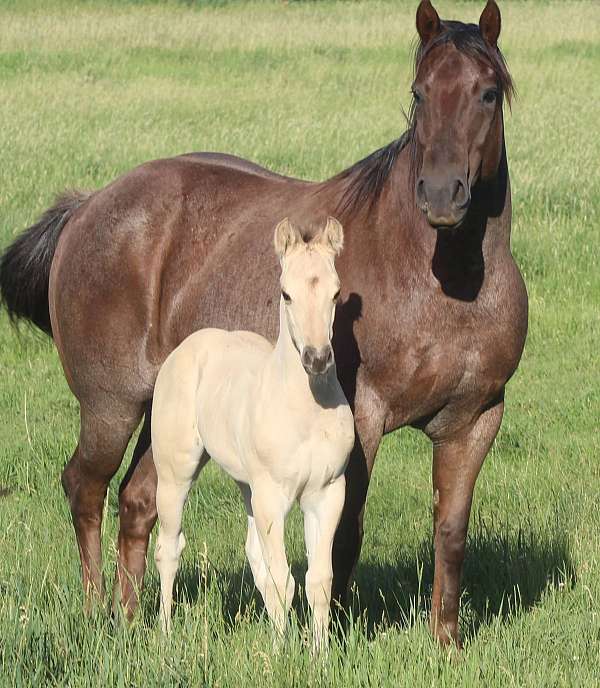 gymkhana-quarter-horse