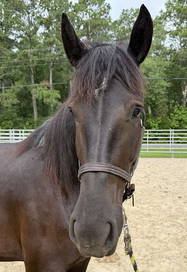 roan-percheron-mare-foal