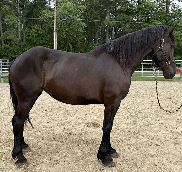 blue-roan-percheron-mare-foal