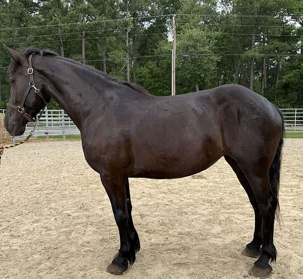 black-percheron-mare-foal
