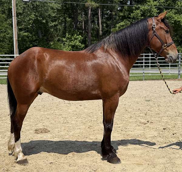 bay-draft-gelding
