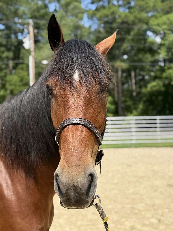 16-hand-draft-gelding