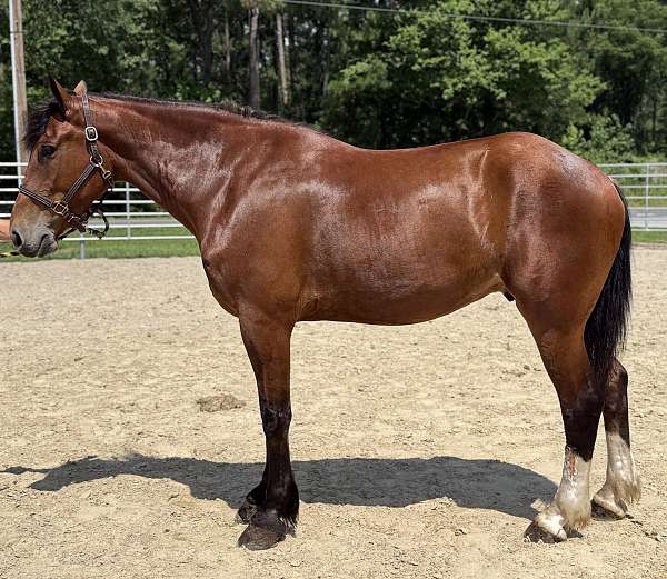 bay-gelding-for-sale