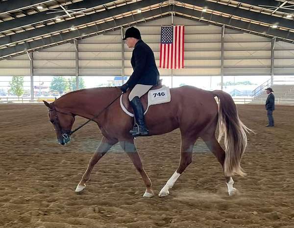 aphc-aqha-gelding